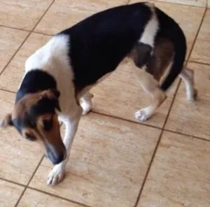 Cachorro raça Bodder Collie idade 7 a 11 meses nome Vitor