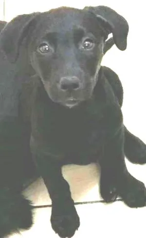 Cachorro raça SRD idade 2 a 6 meses nome Lilica
