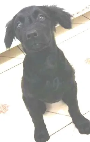 Cachorro raça SRD idade 2 a 6 meses nome Lolita
