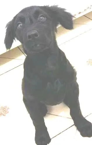 Cachorro ra a SRD idade 2 a 6 meses nome Lolita