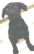Lolita