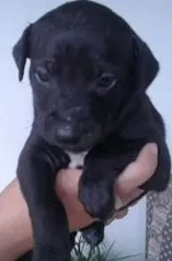 Cachorro ra a rnd  idade Abaixo de 2 meses nome pretinha