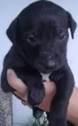 pretinha