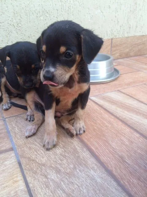 Cachorro ra a  idade Abaixo de 2 meses nome bili