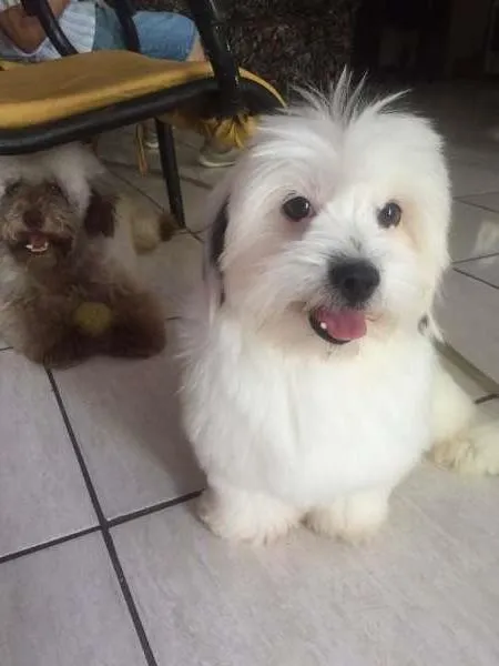 Cachorro ra a Shitzu idade 1 ano nome Pingo GRATIFICA