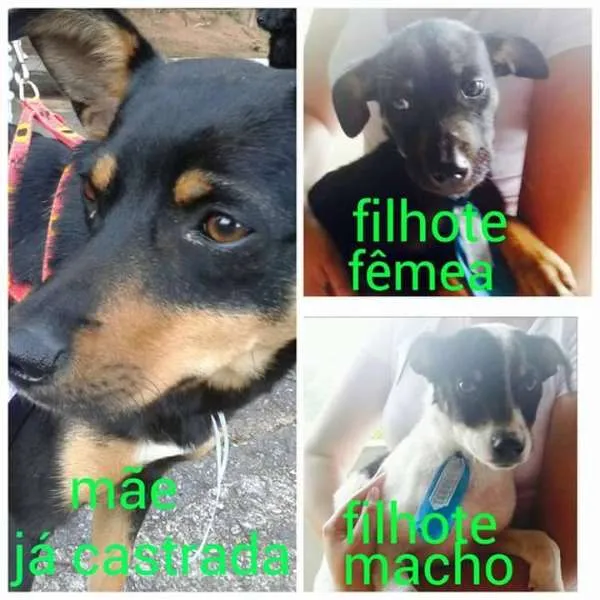 Cachorro ra a Vira-Lata idade 2 a 6 meses nome Pipoca