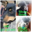 Pipoca