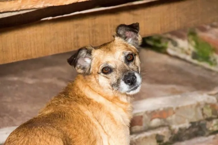 Cachorro ra a SRD idade 6 ou mais anos nome Clarice