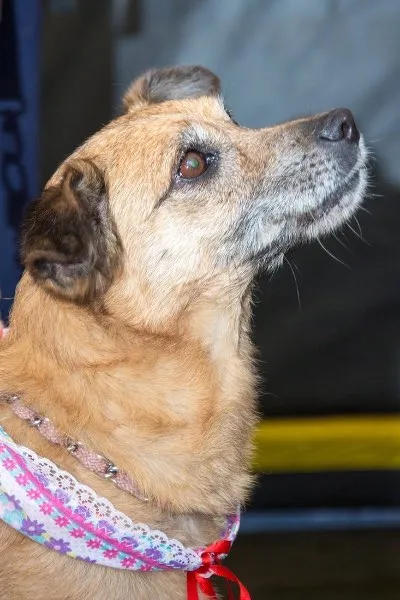 Cachorro ra a SRD idade 6 ou mais anos nome Clarice