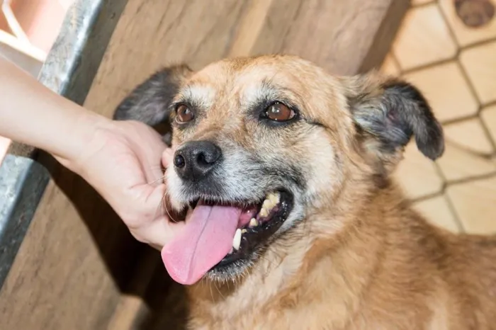 Cachorro ra a SRD idade 6 ou mais anos nome Clarice