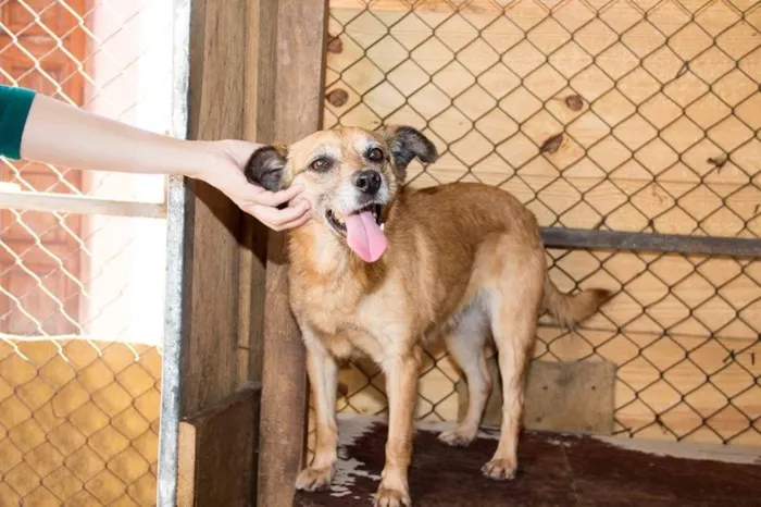 Cachorro ra a SRD idade 6 ou mais anos nome Clarice