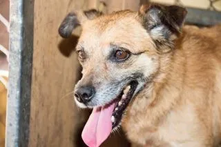 Cachorro ra a SRD idade 6 ou mais anos nome Clarice