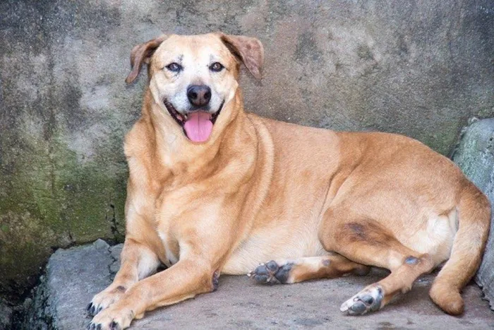 Cachorro ra a SRD idade 6 ou mais anos nome Lina