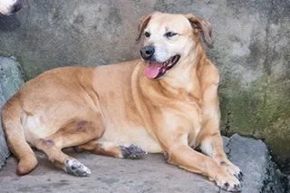 Cachorro ra a SRD idade 6 ou mais anos nome Lina