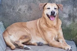 Cachorro ra a SRD idade 6 ou mais anos nome Lina