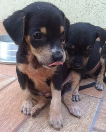 Cachorro ra a  idade Abaixo de 2 meses nome bili