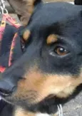 Pipoca