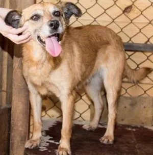 Cachorro raça SRD idade 6 ou mais anos nome Clarice