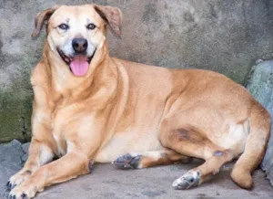Cachorro raça SRD idade 6 ou mais anos nome Lina
