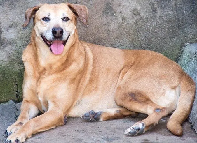 Cachorro ra a SRD idade 6 ou mais anos nome Lina