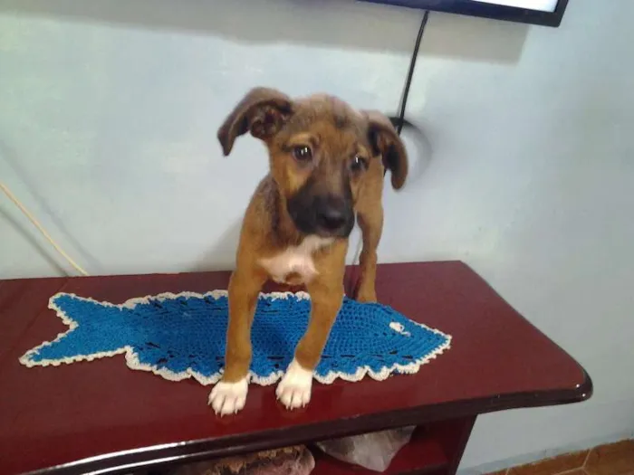 Cachorro ra a SRD idade 2 a 6 meses nome Frederico
