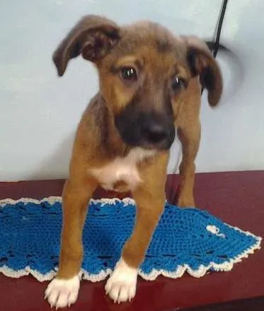 Cachorro ra a SRD idade 2 a 6 meses nome Frederico