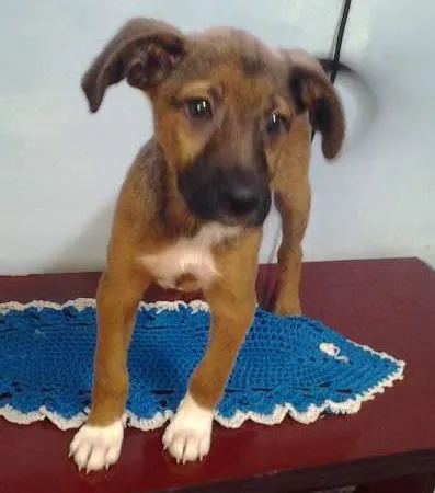 Cachorro ra a SRD idade 2 a 6 meses nome Frederico