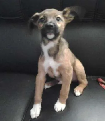 Cachorro ra a SRD idade 2 a 6 meses nome Frederico