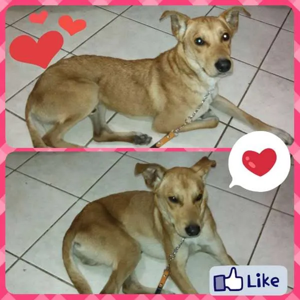 Cachorro ra a SRD idade 2 anos nome Magrelo