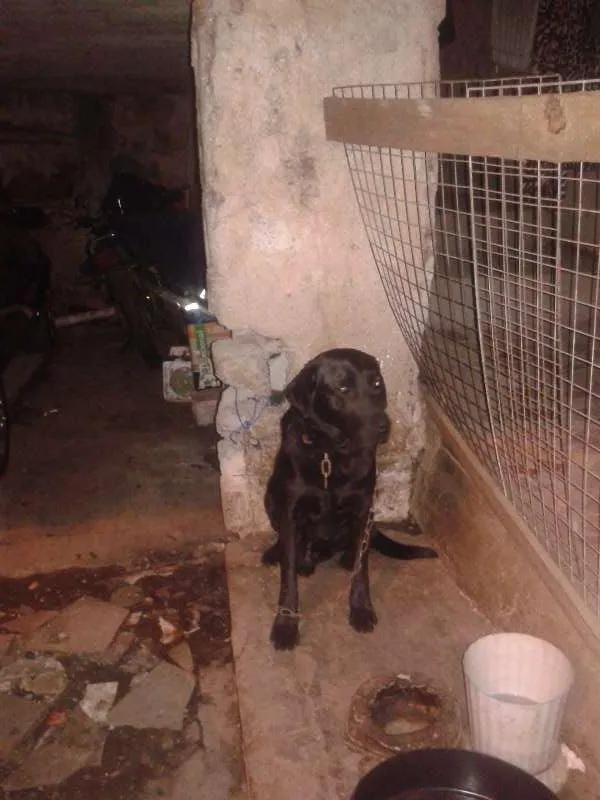 Cachorro raça labrador idade 3 anos nome sadan