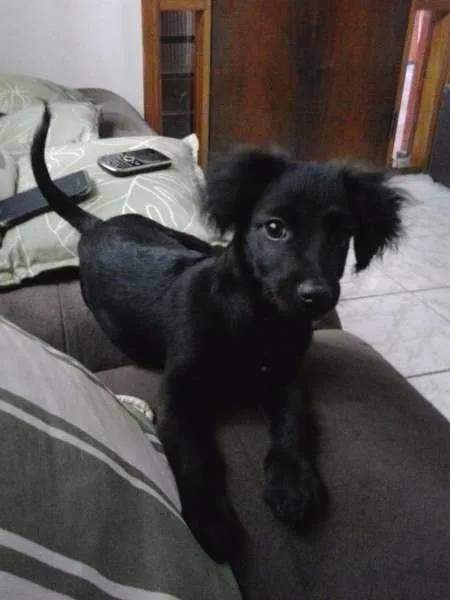 Cachorro ra a SRD idade 2 a 6 meses nome Sem nome