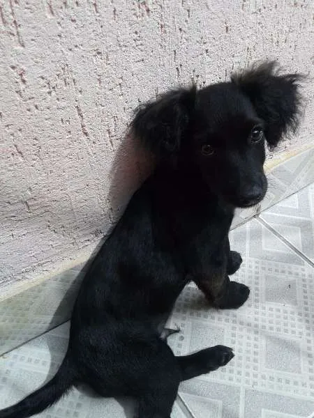 Cachorro ra a SRD idade 2 a 6 meses nome Sem nome