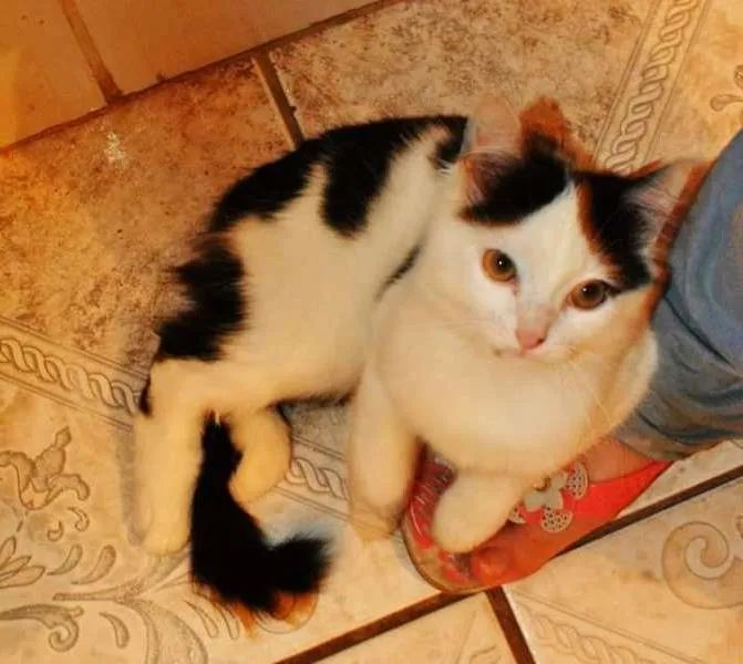 Gato raça SRD idade 3 anos nome Pururu