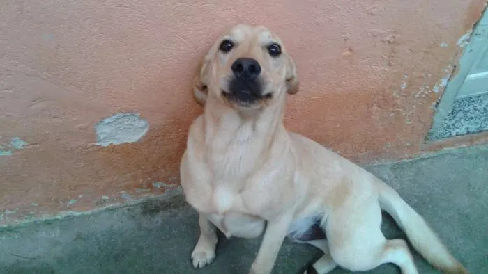 Cachorro ra a Labrador idade 7 a 11 meses nome Apolo