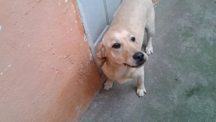 Cachorro ra a Labrador idade 7 a 11 meses nome Apolo