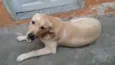Apolo