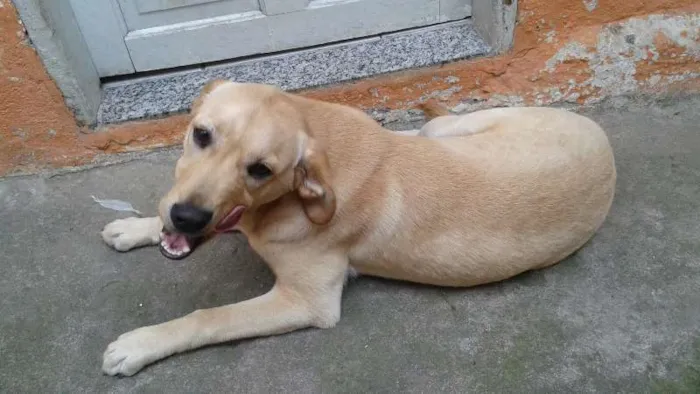 Cachorro ra a Labrador idade 7 a 11 meses nome Apolo