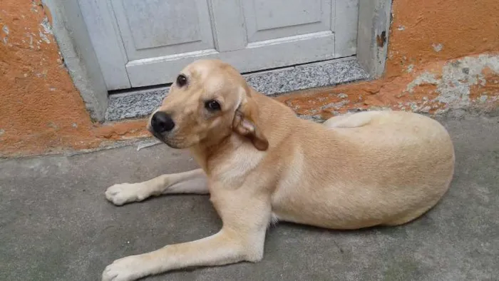 Cachorro ra a Labrador idade 7 a 11 meses nome Apolo