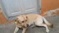 Apolo