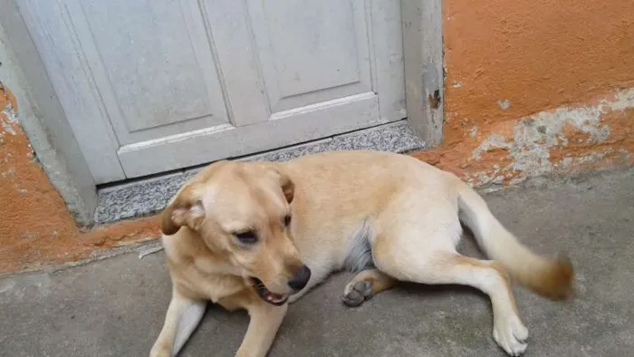 Cachorro ra a Labrador idade 7 a 11 meses nome Apolo