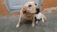 Apolo