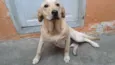 Apolo