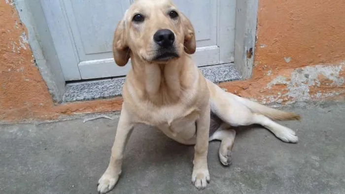 Cachorro ra a Labrador idade 7 a 11 meses nome Apolo