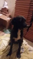 Pretinha