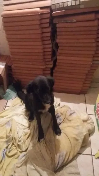 Cachorro ra a Não sei  idade 2 anos nome Pretinha