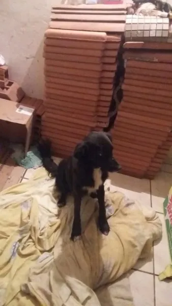 Cachorro ra a Não sei  idade 2 anos nome Pretinha