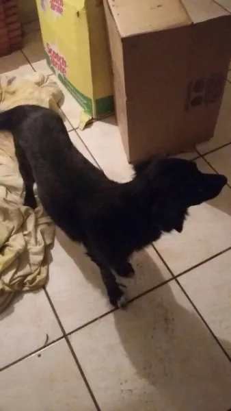 Cachorro ra a Não sei  idade 2 anos nome Pretinha