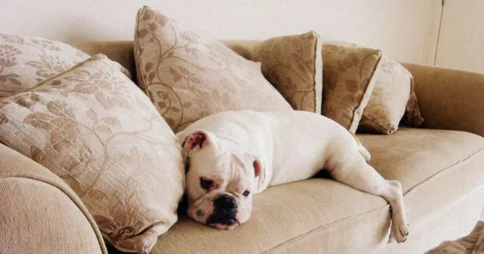 Cachorro ra a Mistura de Boxer/ Bulldog Inglês idade 5 anos nome Wilson e Shukran