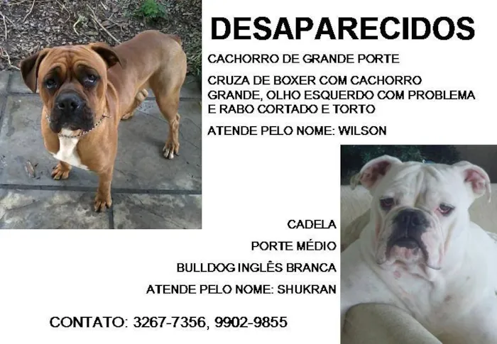 Cachorro ra a Mistura de Boxer/ Bulldog Inglês idade 5 anos nome Wilson e Shukran