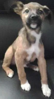 Cachorro ra a SRD idade 2 a 6 meses nome Frederico
